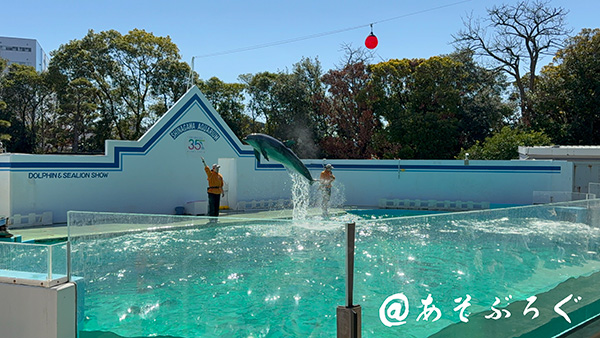 イルカショー